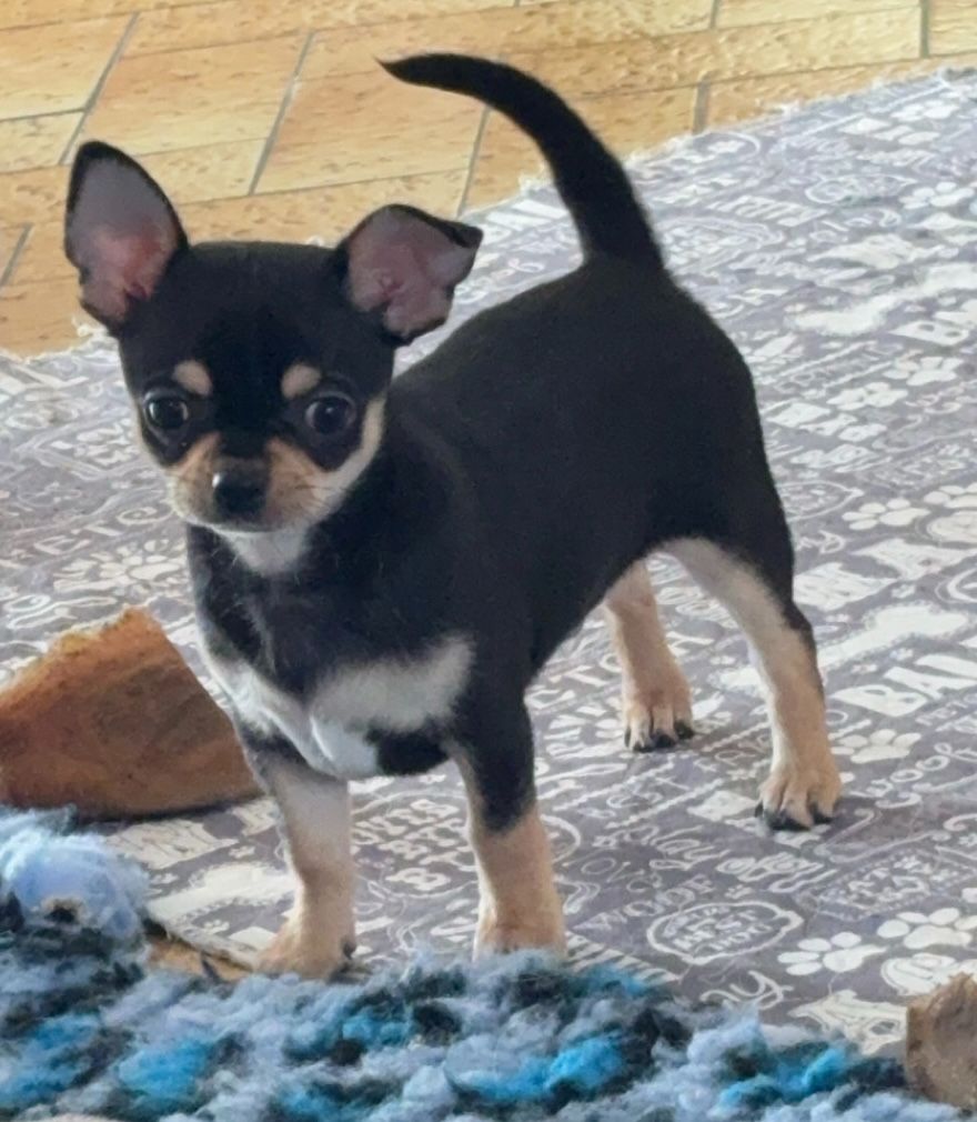 Little Coco Of Kilia - Chiot disponible  - Chihuahua