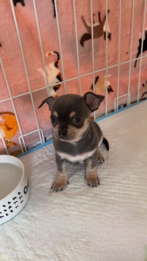 Little Coco Of Kilia - Chiot disponible  - Chihuahua