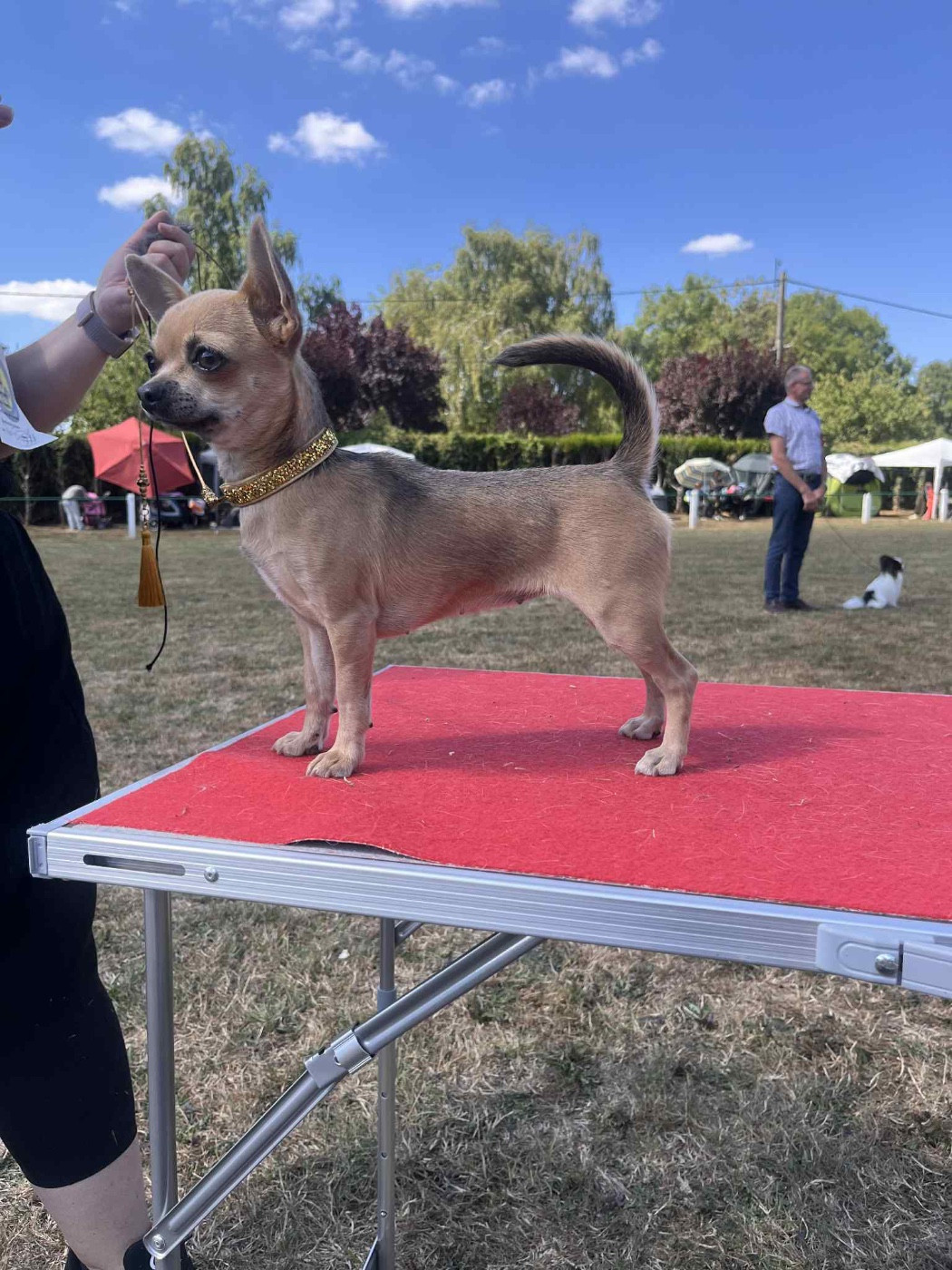 Vegas By Siggy  Little Coco Of Kilia